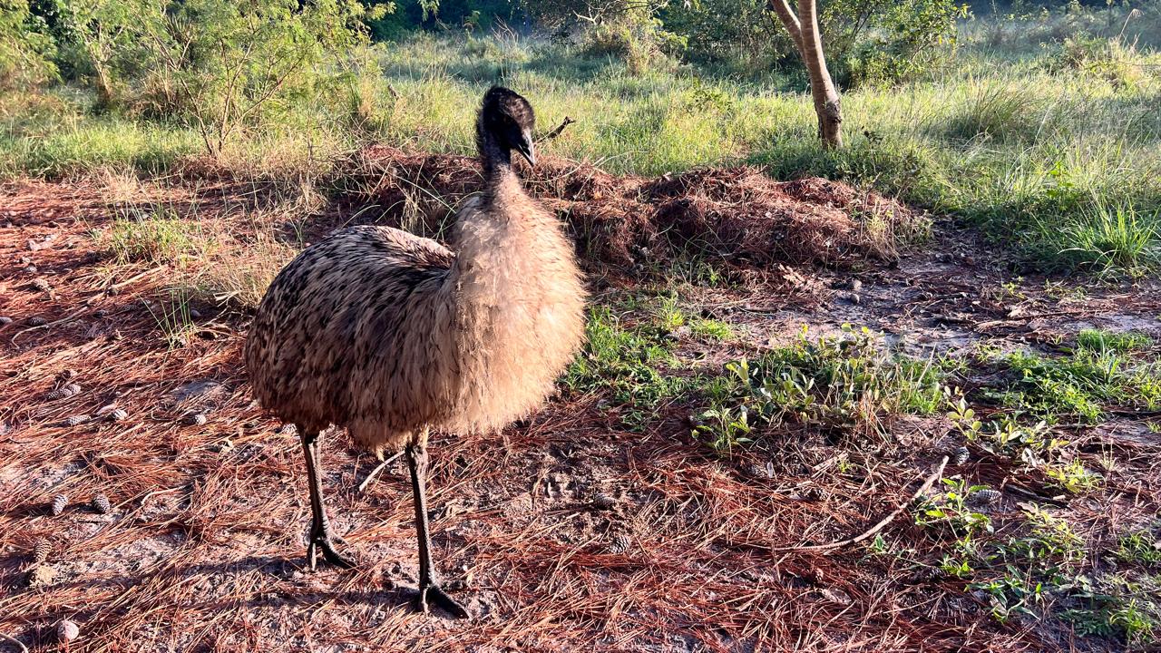 Resident emu wandering the grounds at Skhova