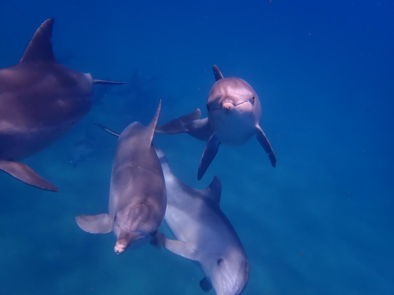 Snorkellers above a reef on a Blue Safari off Sodwana Bay