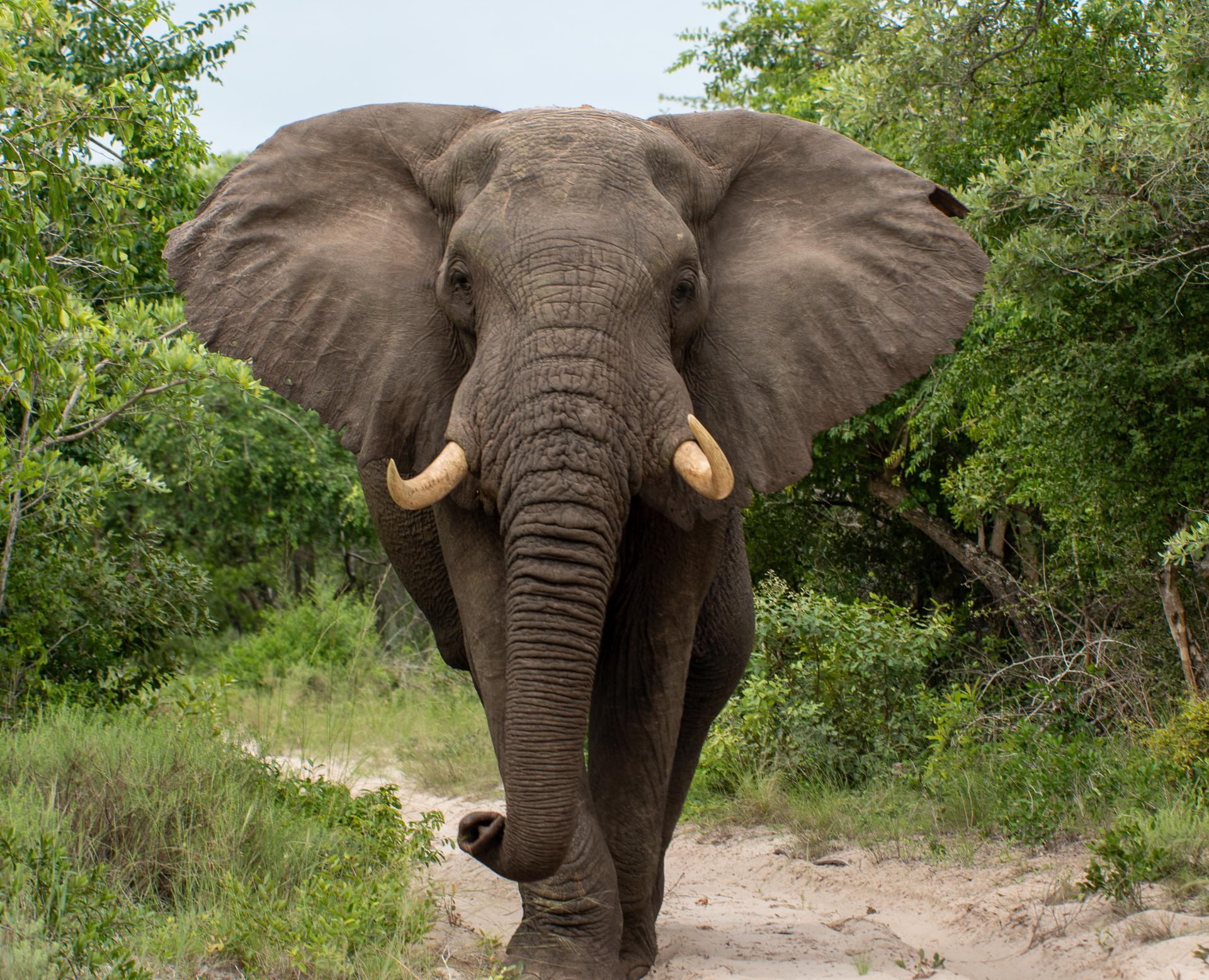 Elephant in the sand forest at Tembe Elephant Reserve