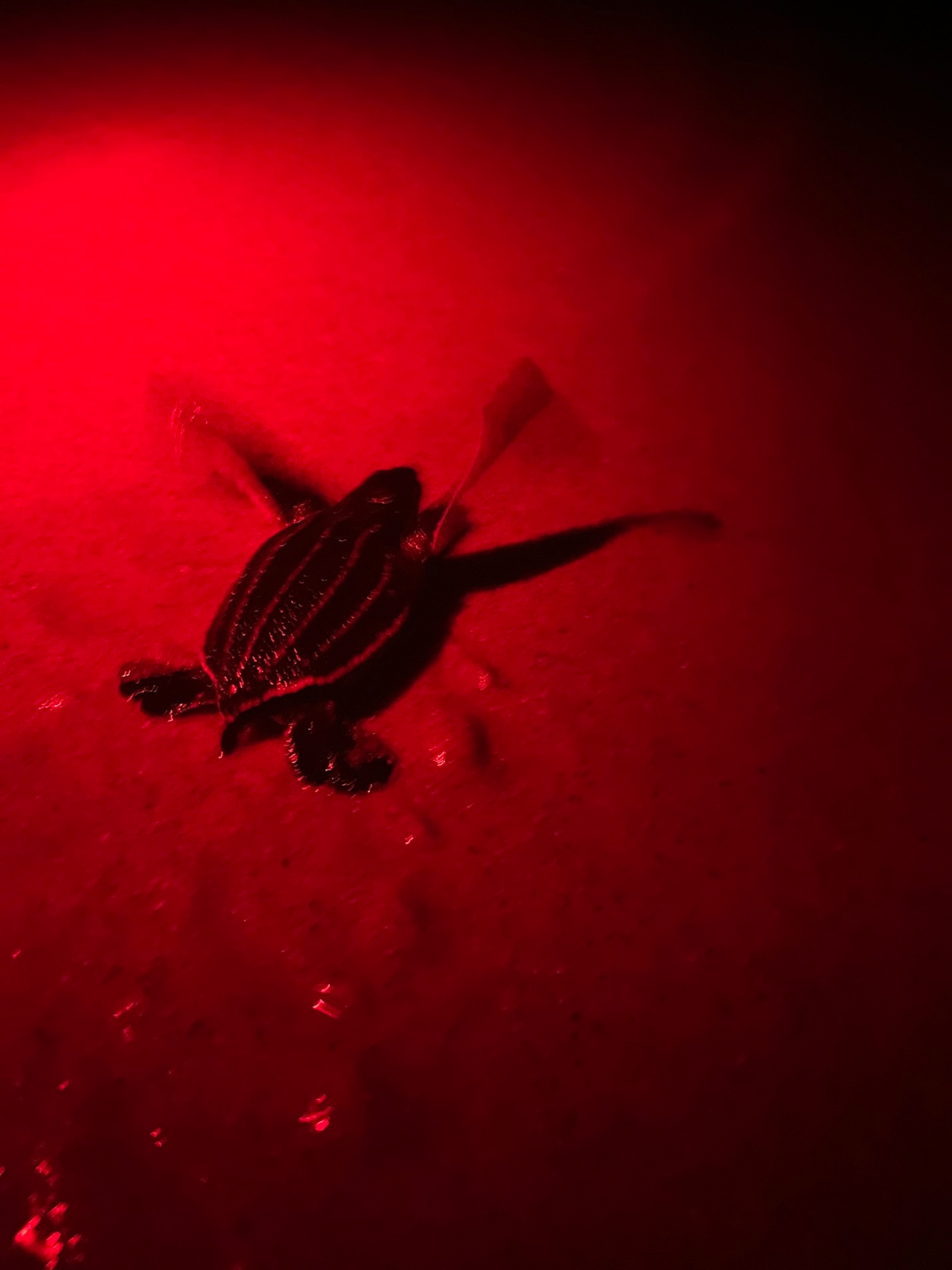 Leatherback turtle hatchling on the sand at night